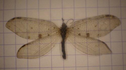 Osmylus fulvicephalus